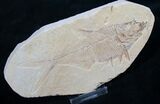 Diplomystus Fossil Fish - Wyoming #7582-1
